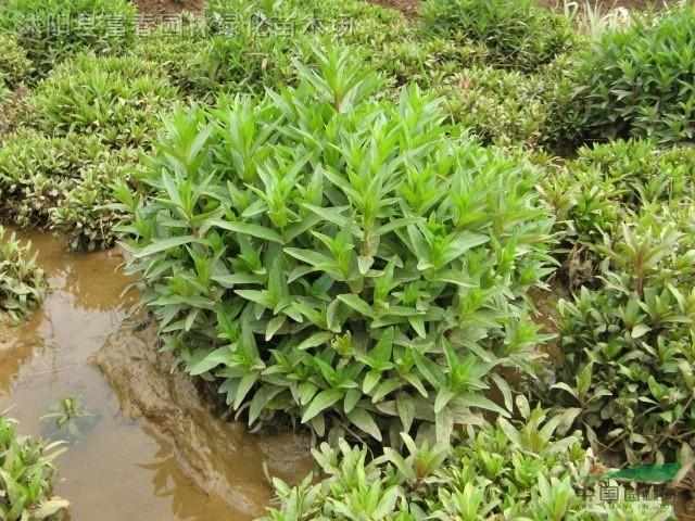 败毒草