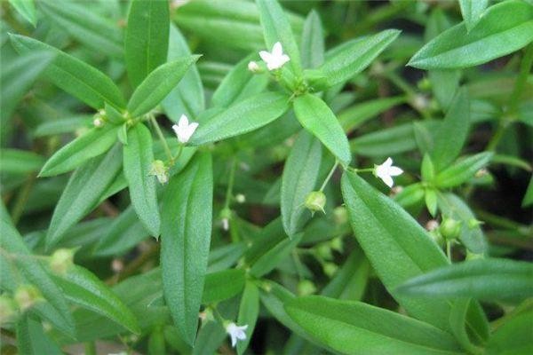 白花蛇舌草