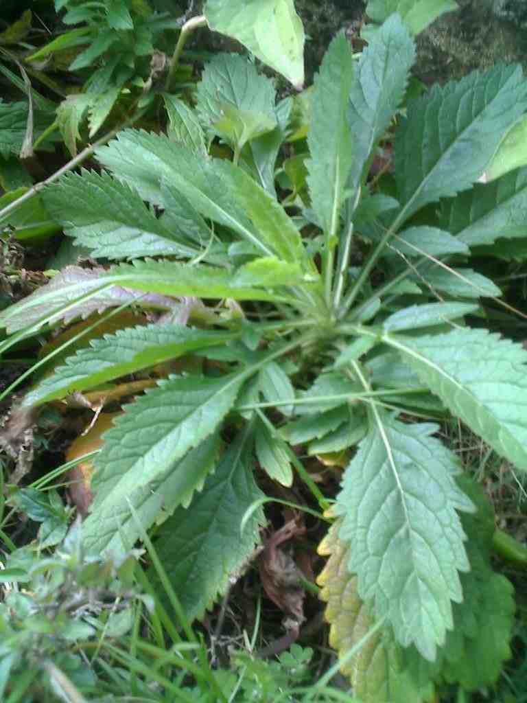 败酱草