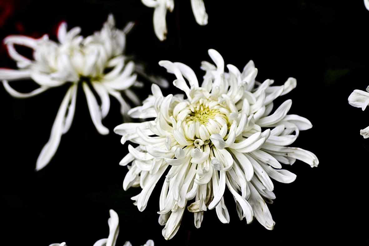 白菊