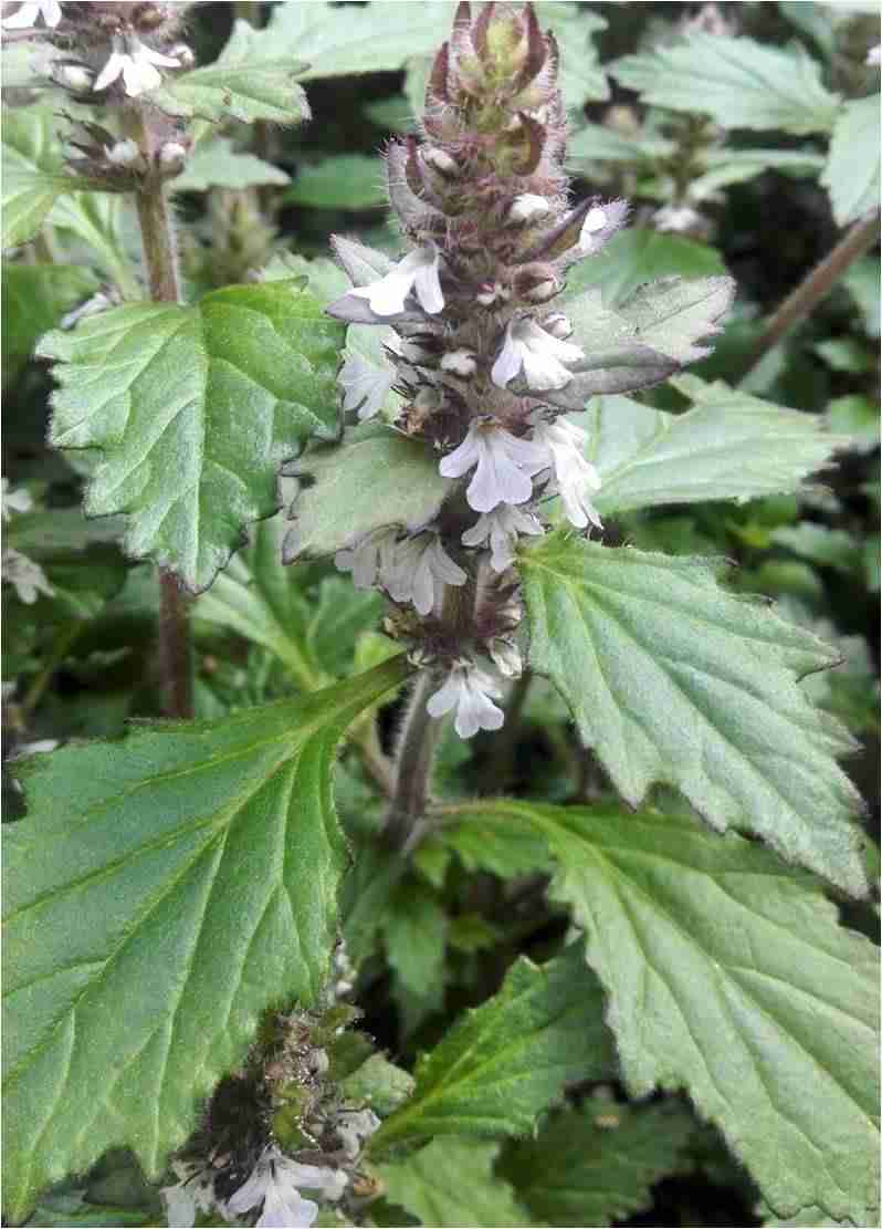 白毛夏枯草