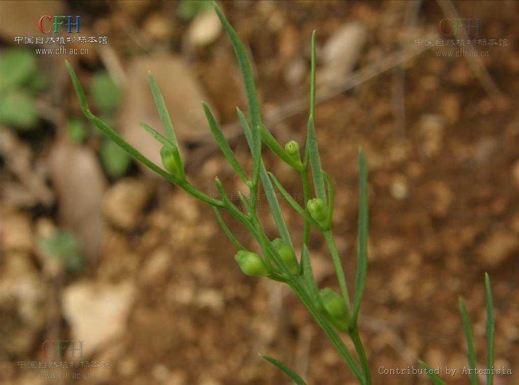百蕊草