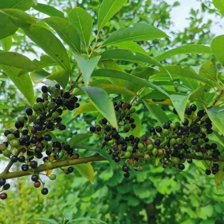 荜澄茄