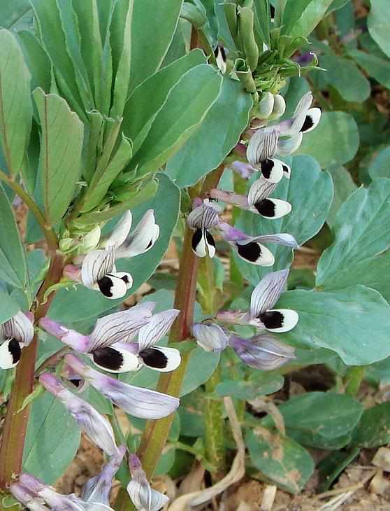 蚕豆花