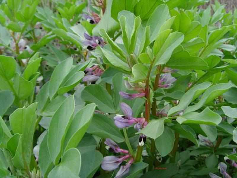 蚕豆茎
