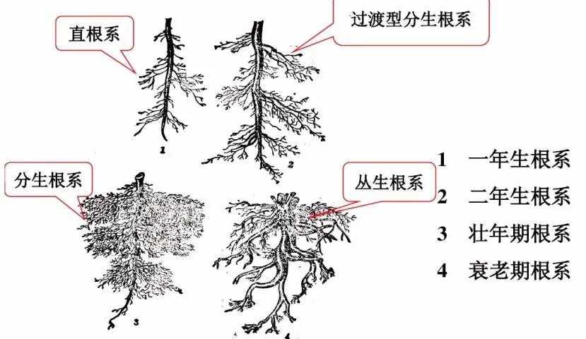 茶树根
