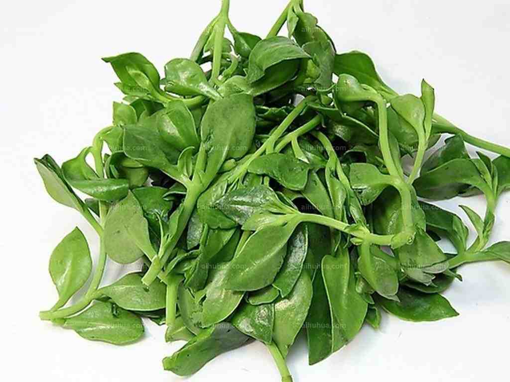 穿心莲