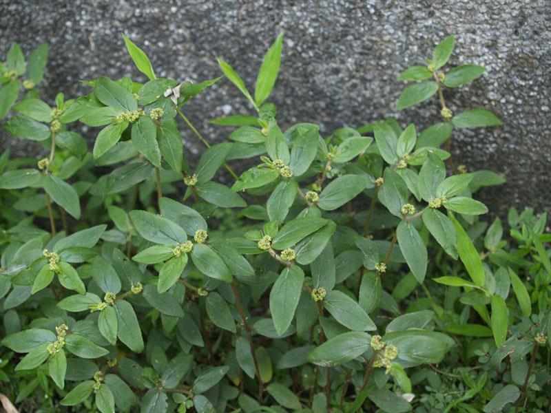 大飞扬草