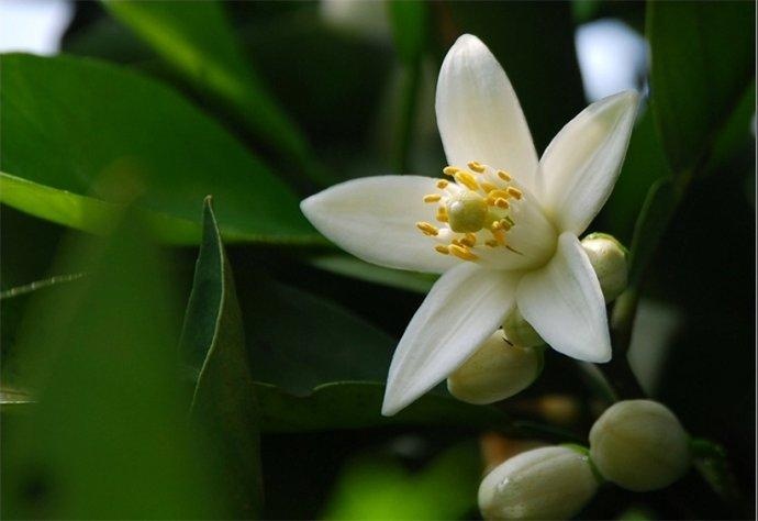 玳玳花