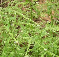 大粘药