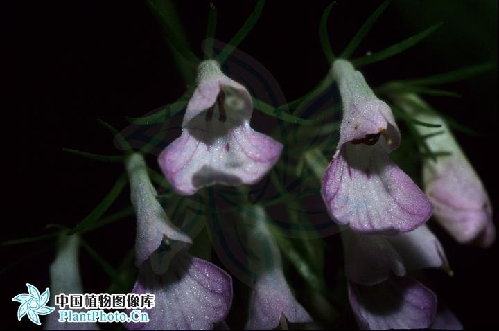东南长蒴苣苔