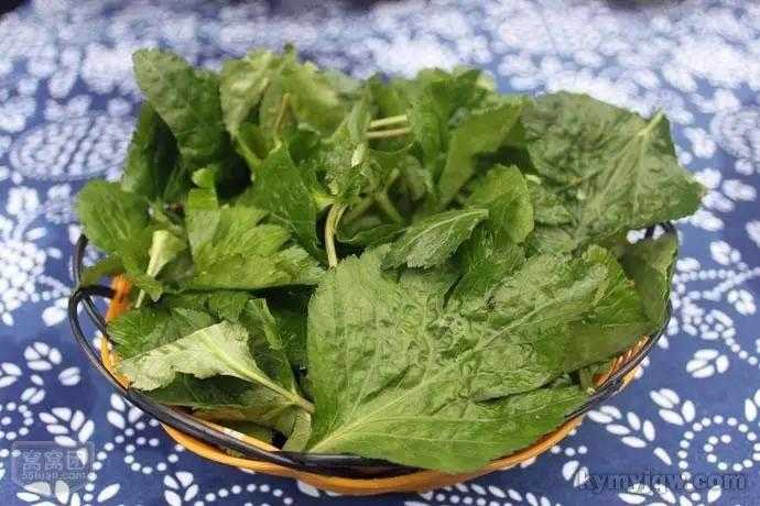 鹅脚板