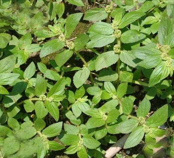 飞扬草