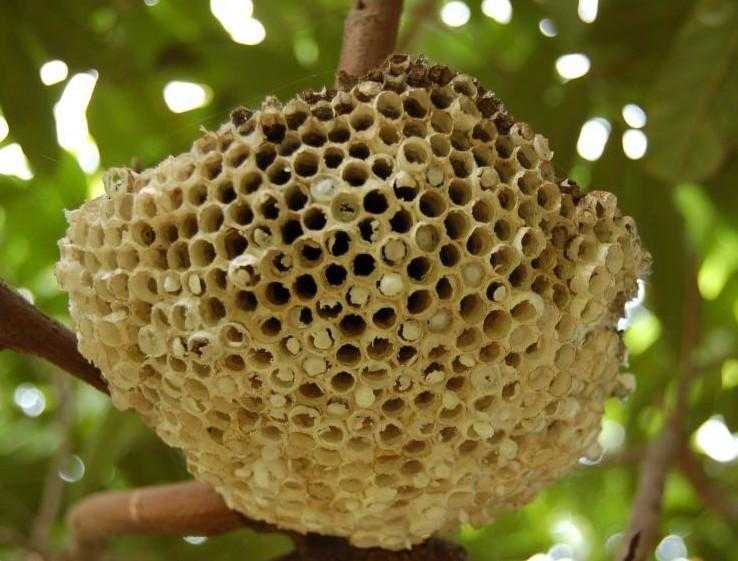 蜂房