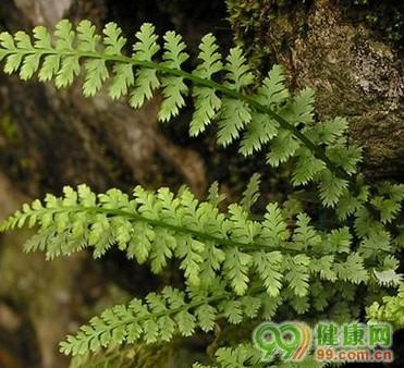 凤尾猪鬃草