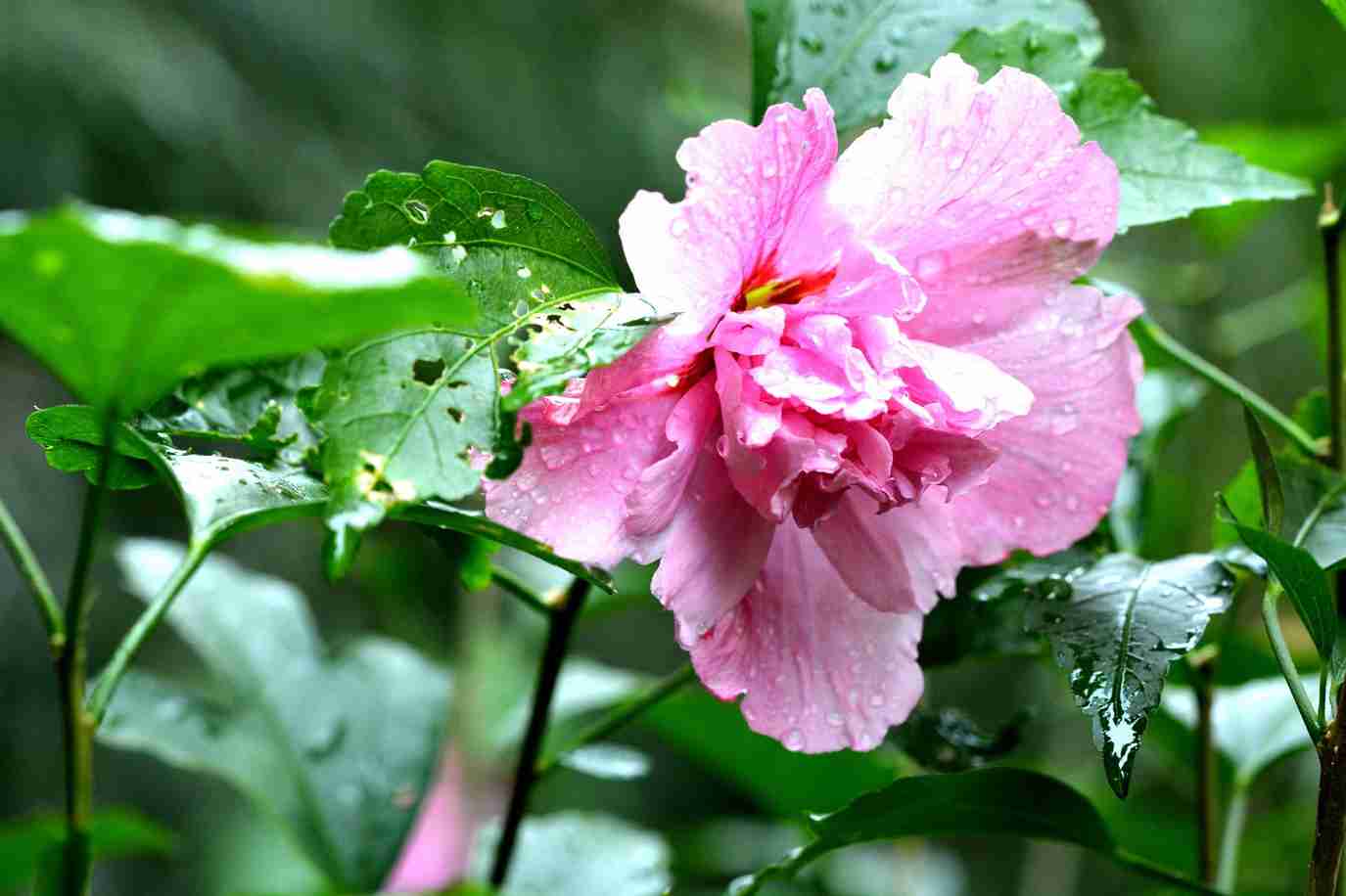 芙蓉叶