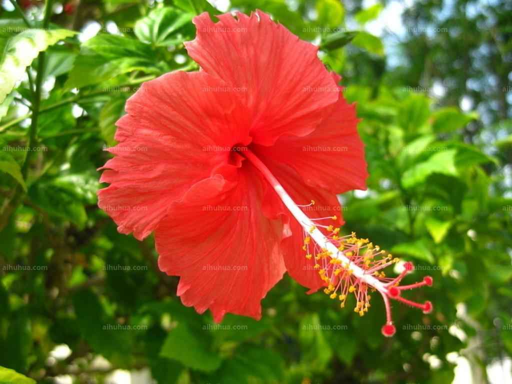 扶桑花