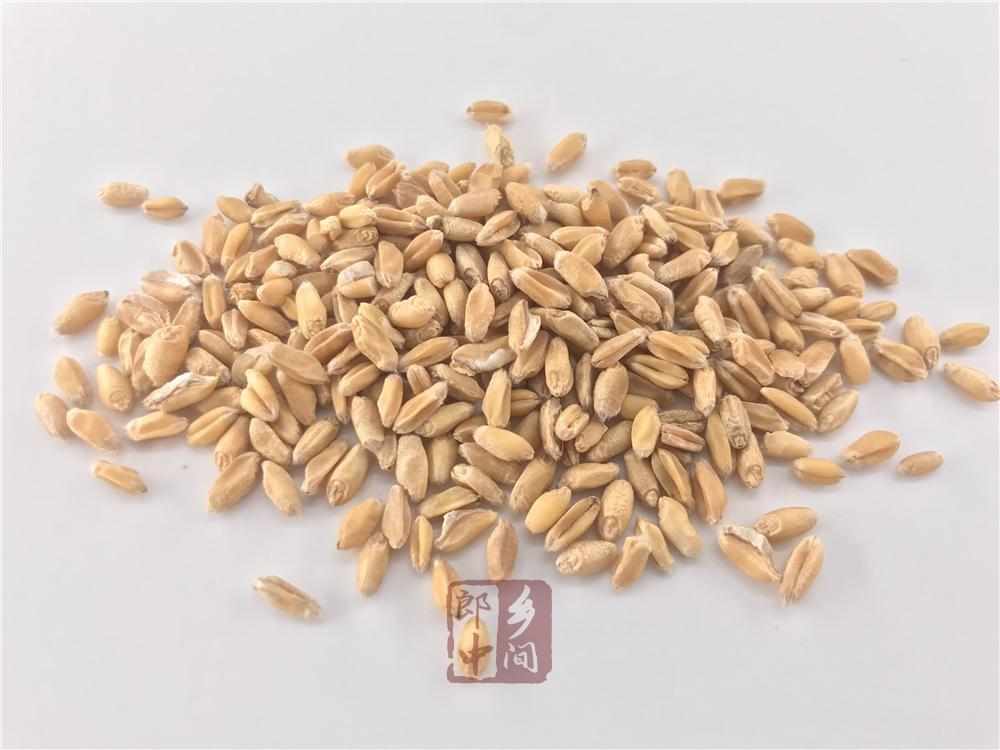 浮小麦