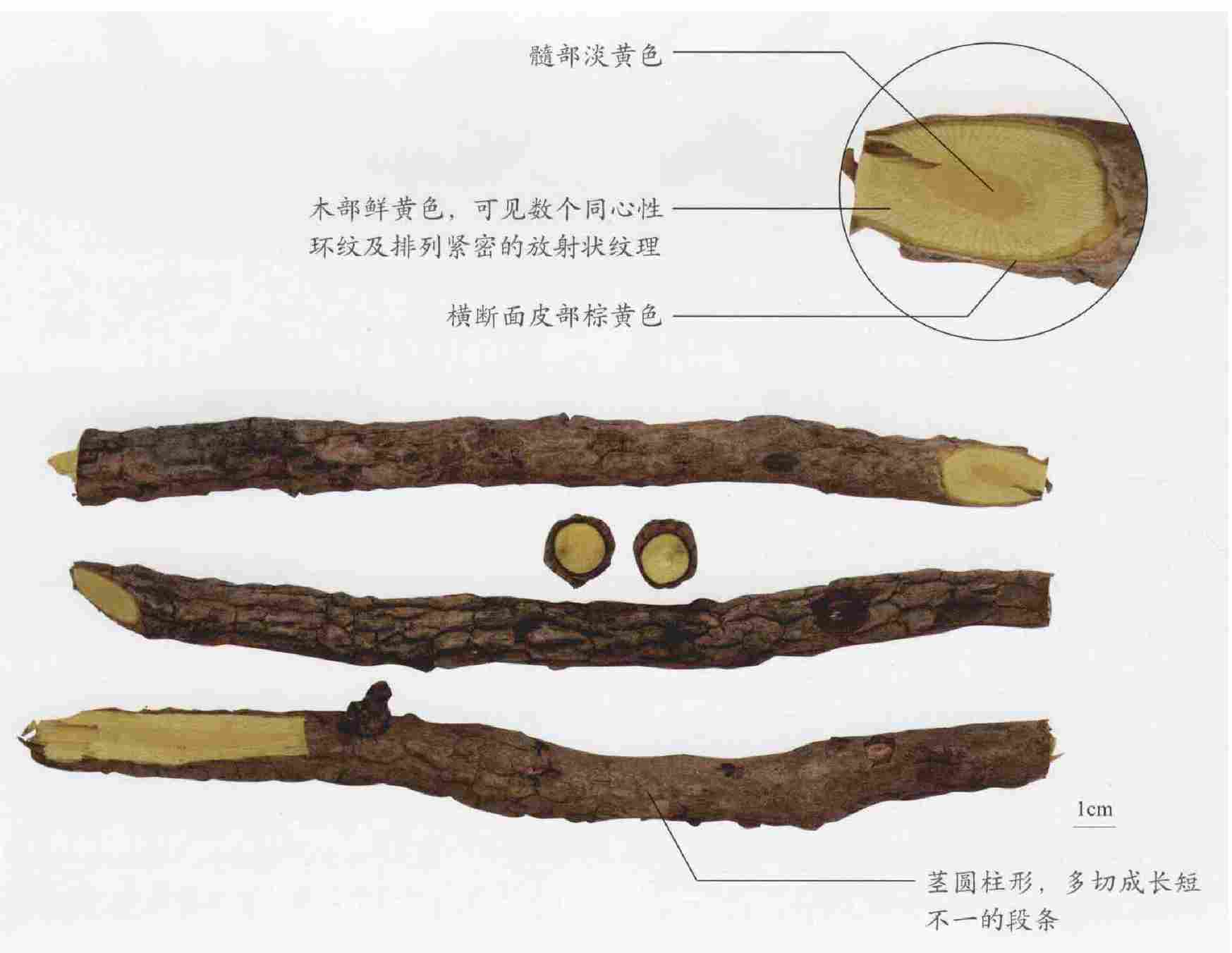 功劳木