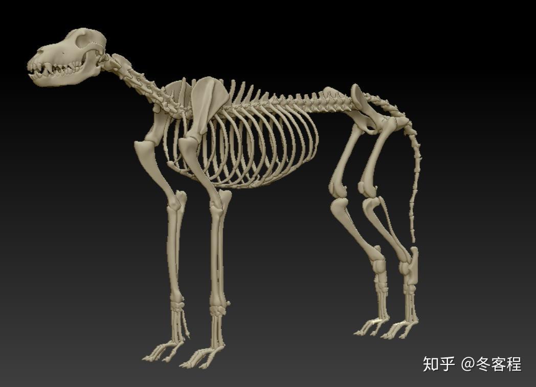 狗骨
