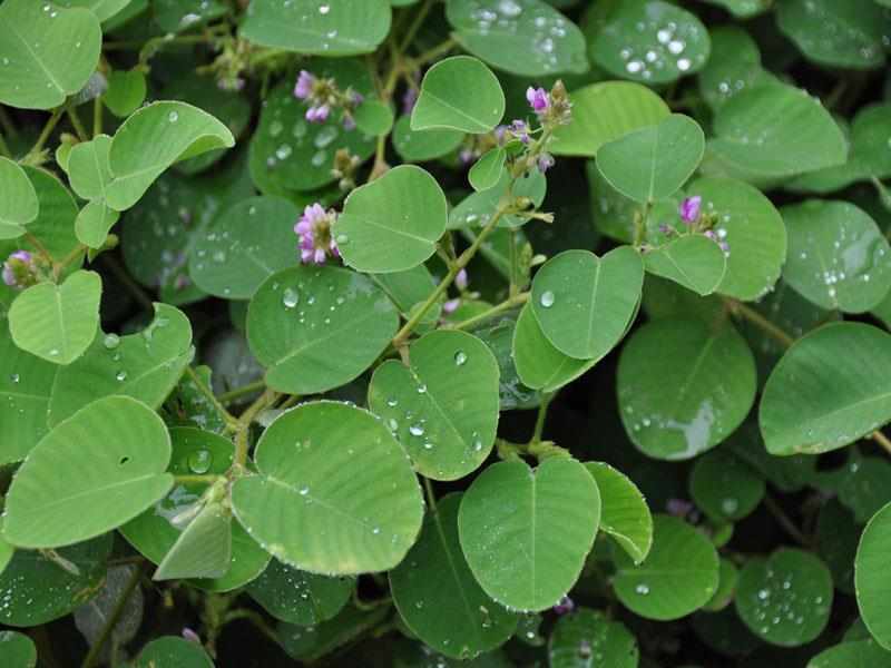 广金钱草
