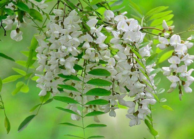 槐花
