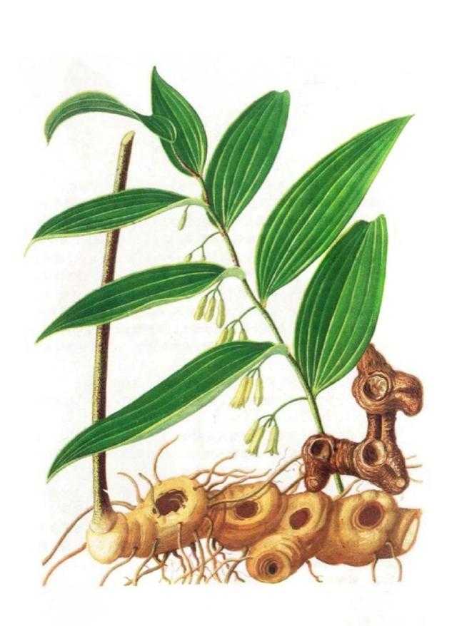 黄精