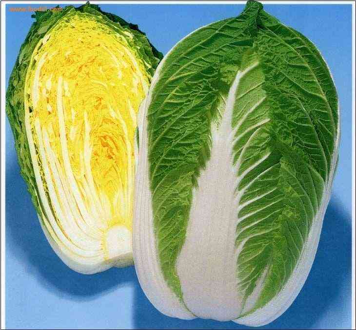 黄芽白菜