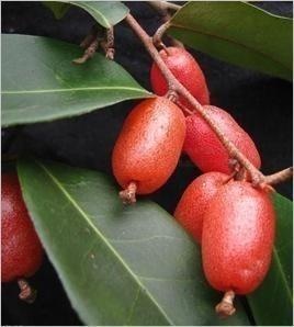 胡颓子根