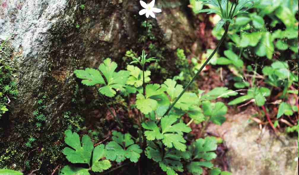 虎掌草