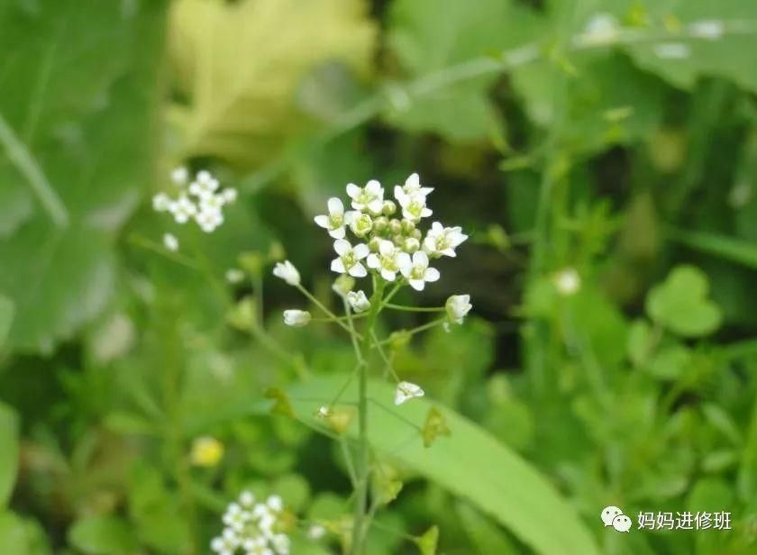 荠菜花