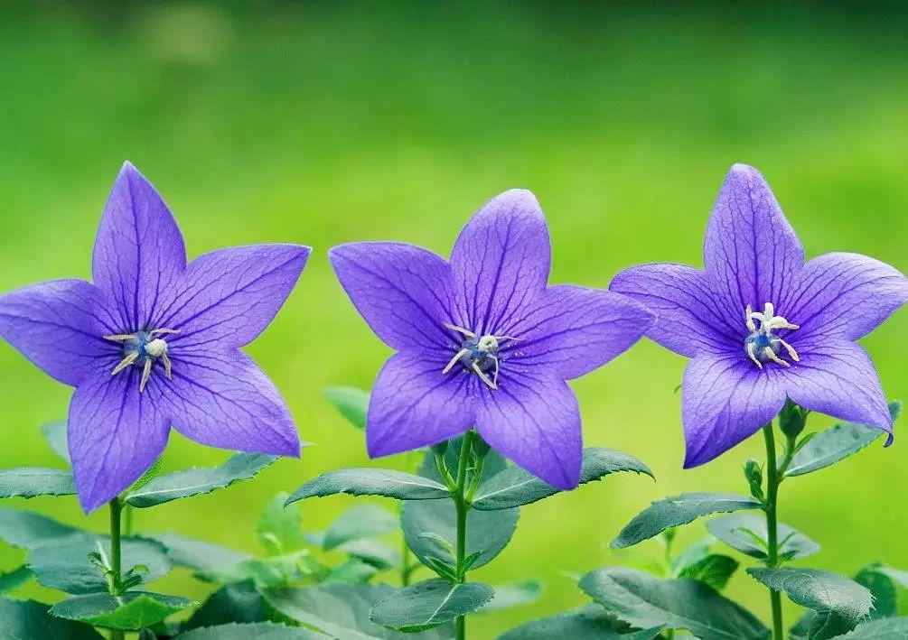 桔梗花