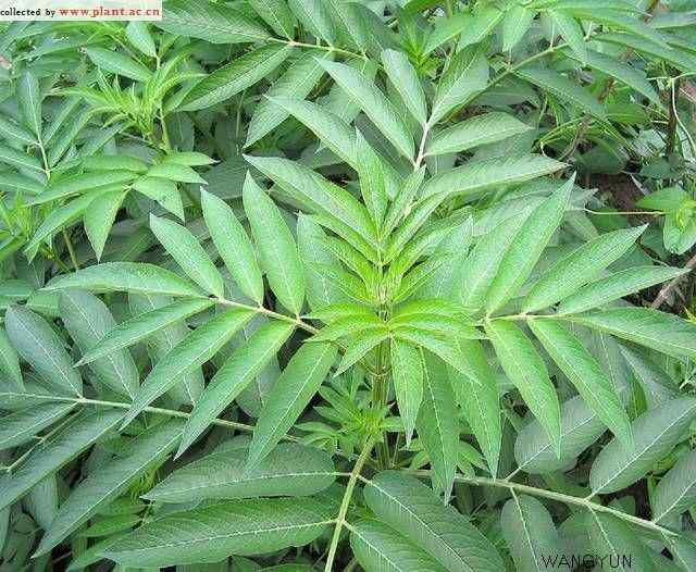 接骨草