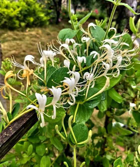 金银花