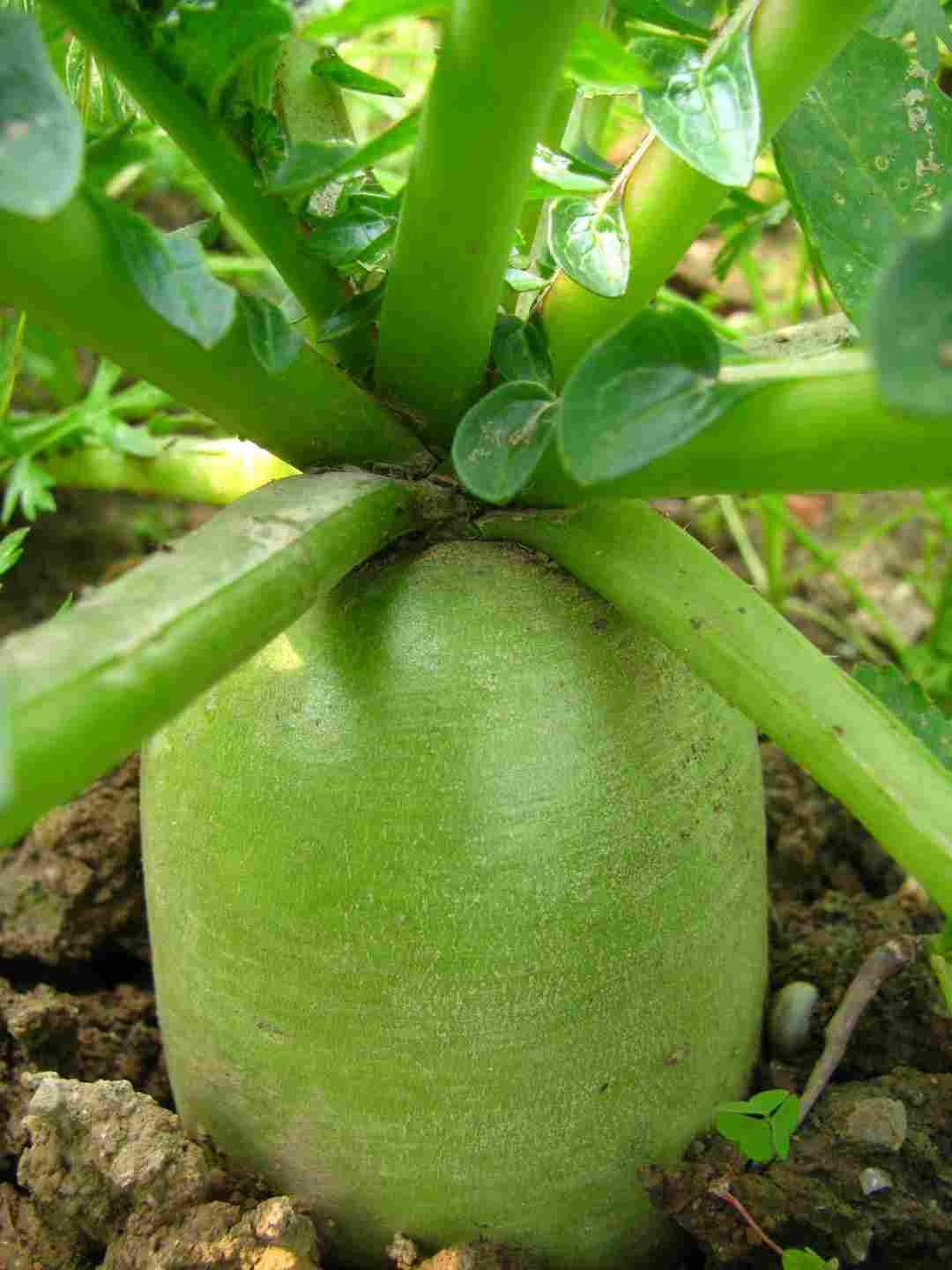 莱菔