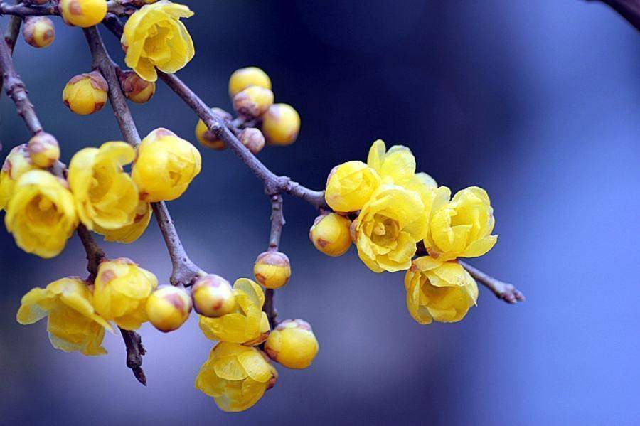 蜡梅花