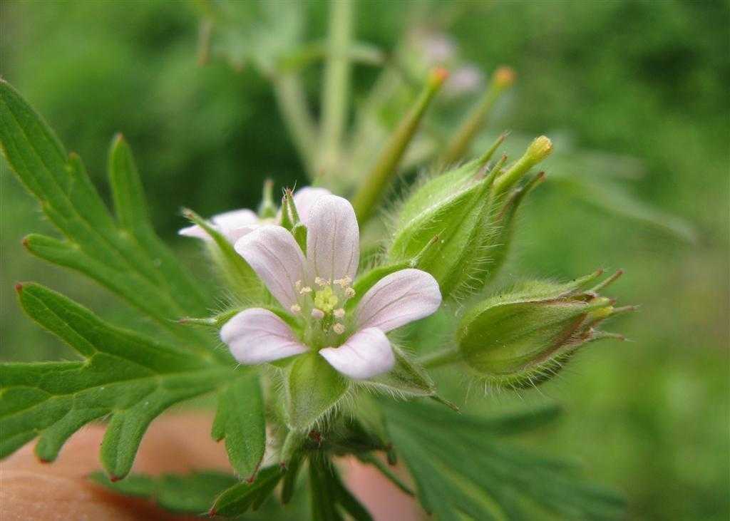 老鹳草