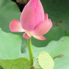 莲衣