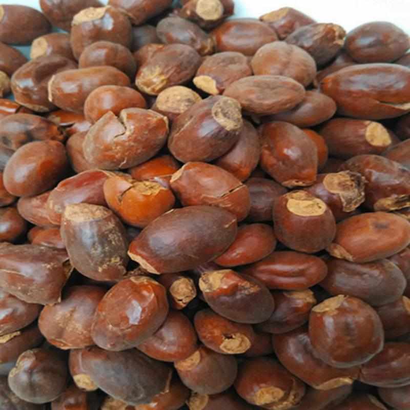荔枝核