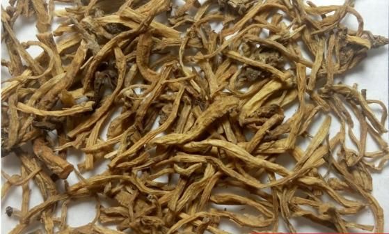 龙胆根