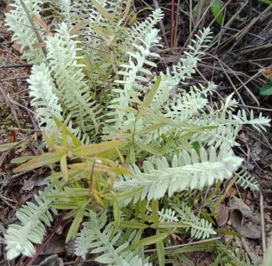 鹿茸草