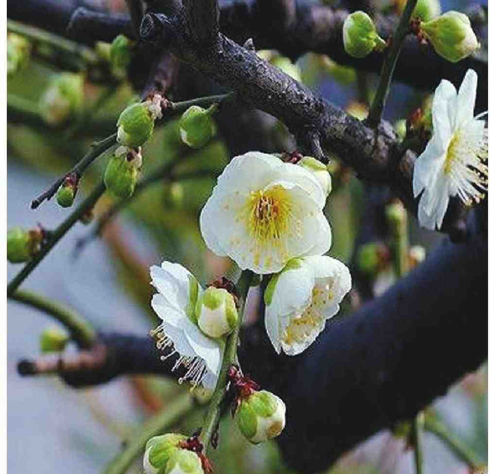 绿萼梅