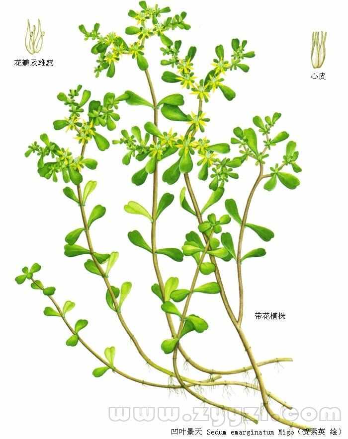 马牙半支
