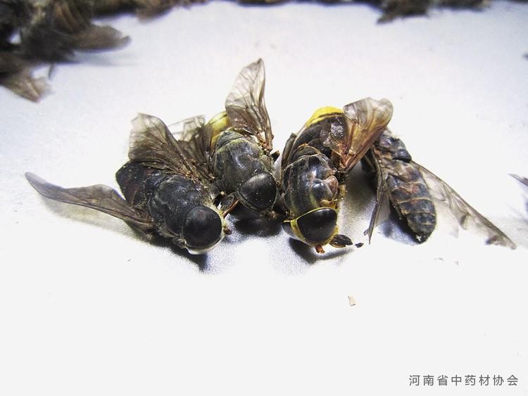 虻虫