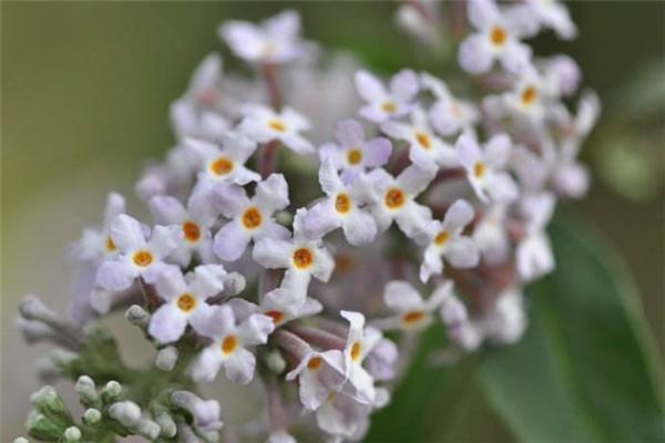密蒙花