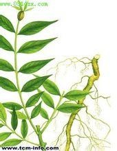 米面蓊根