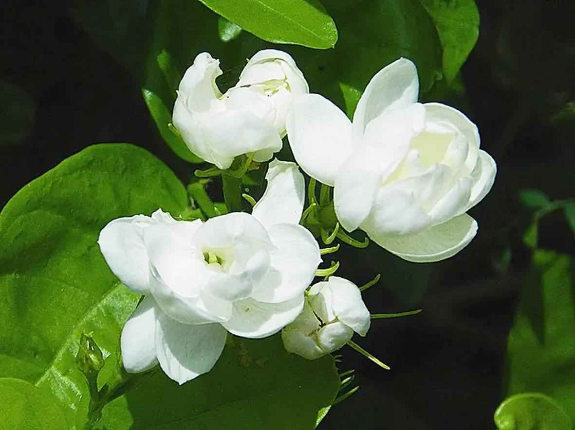 茉莉花