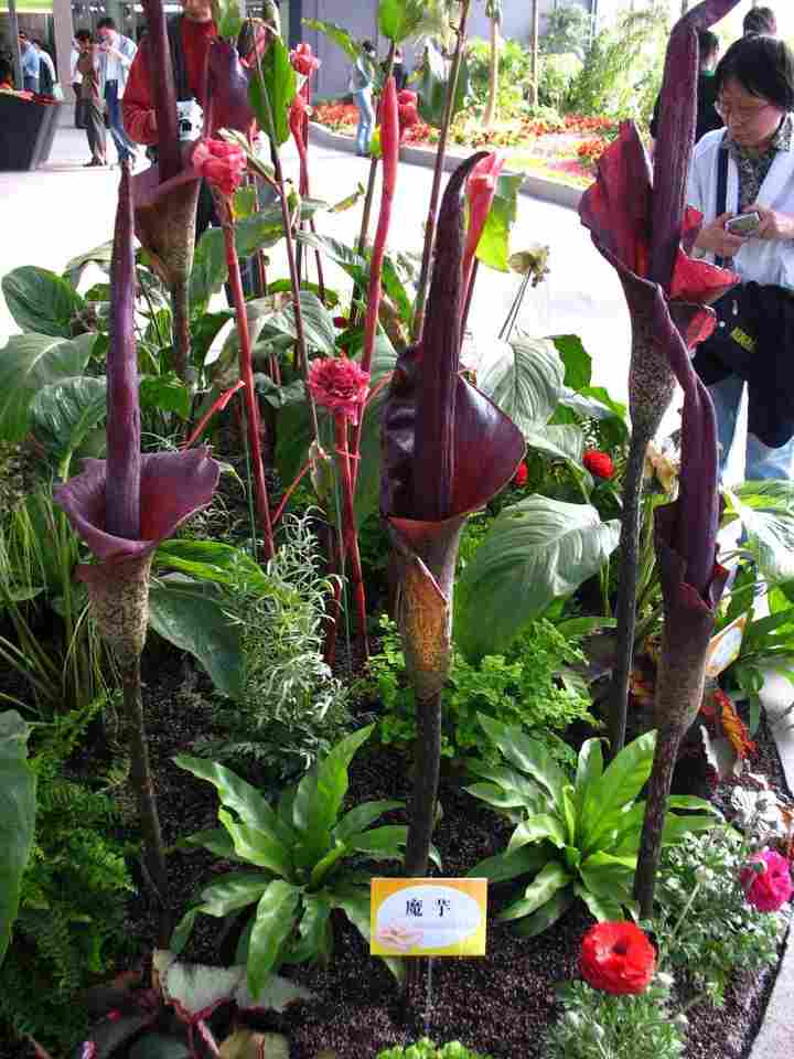 魔芋