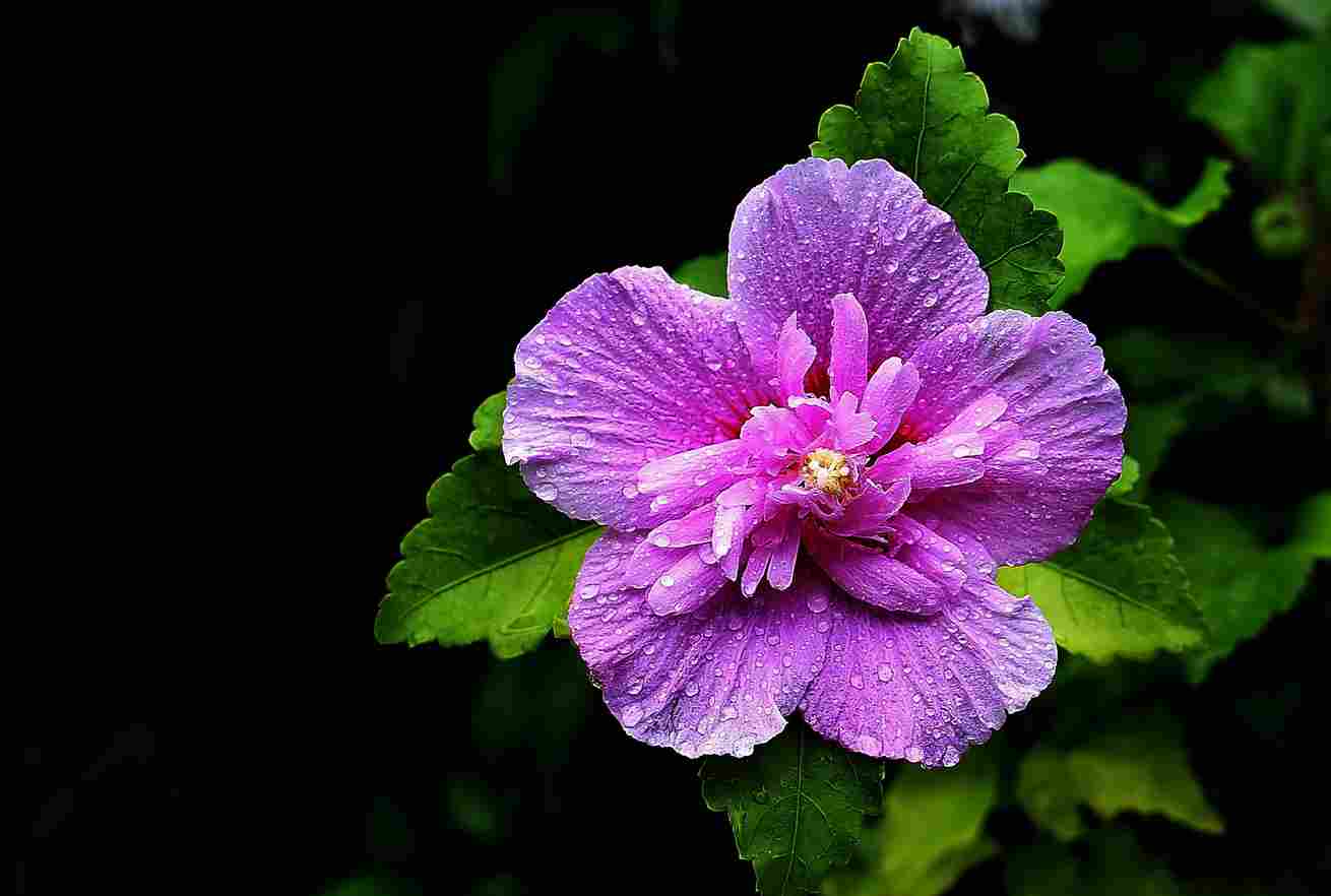 木槿花