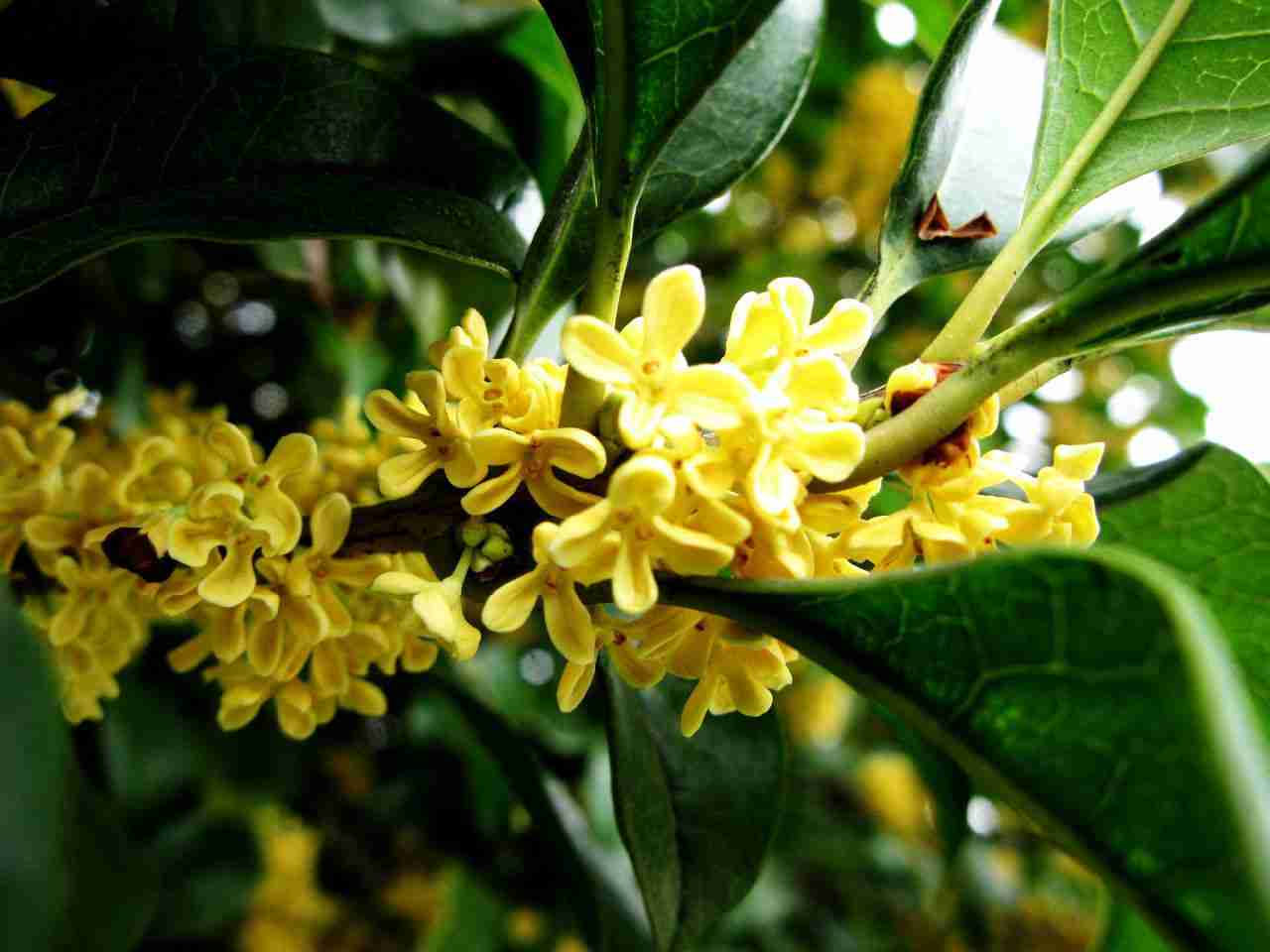 木犀花
